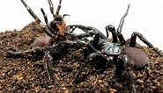 The mating rituals of Sydney’s venomous funnel-web spiders
