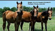Florida Cracker Horse - horse breed