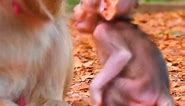 Lovely action...! Lovely baby real life when living with mother - Real Monkey 2024_2