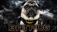 Batpug the Dog Batman🦇 Funny Pug Talking in Batman Dog Outfit | Dog Superhero Movie