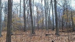 Tree Bark Identification - Maple, Beech, Oak