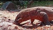 Komodo Dragon Eats Live Baby wild boar 🐗