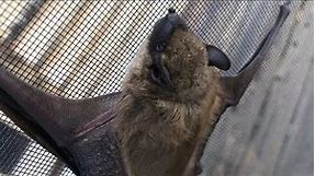 a VERY CLOSE look at a little brown bat (myotis lucifugus)