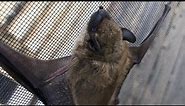 a VERY CLOSE look at a little brown bat (myotis lucifugus)