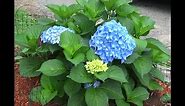 An Easy Guide for Pruning Macrophylla Hydrangea Plants