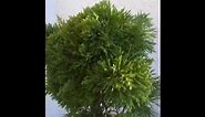 Bonsai Juniperus chinensis Plumosa Aurea