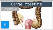 Large Intestine Structure and Function (preview) - Human Anatomy | Kenhub