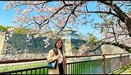 Lâu đài Osaka, điểm du lịch ngắm hoa Anh Đào nổi tiếng Nhật Bản - Osaka Castle Cherry Blossom Season