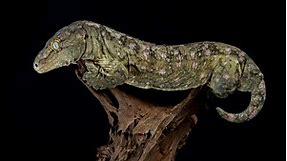 The New Caledonian giant gecko is the world’s largest