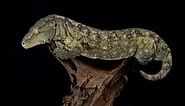 The New Caledonian giant gecko is the world’s largest