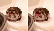 Tiny round rain frog has the cutest yawn ever