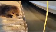 😍❤️🥰 #otters #otterlife #otter #OtterBox #cute #usa | Otter Lovers
