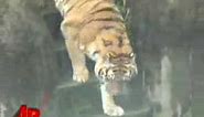 Teen Was High When Mauled by Tiger