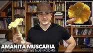 What Are The "Alice In Wonderland Mushrooms?" (Amanita Muscaria)