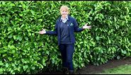 How to plant an instant hedge