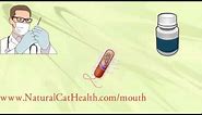 How To Treat Stomatitis In Cats - Permanently, Naturally, Economically