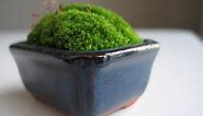 How to Make a Moss Pot: Emmymade