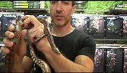 Miami Phase Corn Snakes For Sale. Buy at Big Apple Pet with Same Day Shipping.