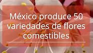 México produce más de 50 variedades de flores comestibles