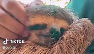 The way he yawned at the end 😭 #Pubity (@Márcio Maciel via @ViralHog) | sloth hugging people
