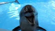 Crazy Laughing Dolphin!