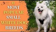 11 Most Popular Small White Dog Breeds!