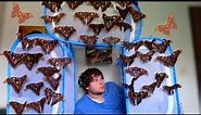 Help! A MOTH Swarm! GIANT Atlas Moths! [Attacus lorquinii]