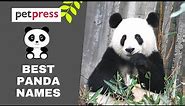 Best Panda Names - Best Way To Name Your Panda