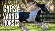 Gypsy Vanner Horses: Breed Profile, Facts and Care