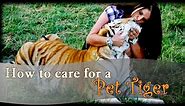 How to Care for a Pet Tiger