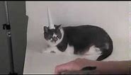 Inflatable Unicorn Horn for Cats Photo Shoot - Archie McPhee