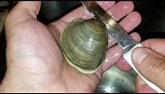 How to open a clam - how to shuck a quahog - raw seafood