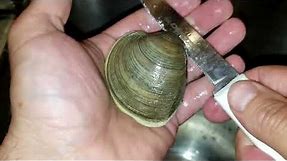 How to open a clam - how to shuck a quahog - raw seafood