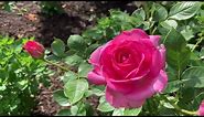 Esmeralda | Hybrid Tea Rose