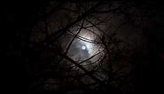Dark Moon Nature Cinematic Romantic - Video Background No Copyright
