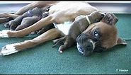 Boxer's Three-Day-Old Puppies (in HD)