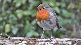 Robin Bird Chirping and Singing - Song of Robin Red Breast Birds - Robins
