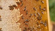 Can ‘Local’ Honey Stop Allergy Symptoms?