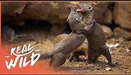 Army Of Tiny Mongoose Fight To Survive Against Apex Predators | Bandits Of Selous | Real Wild
