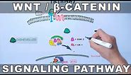 Wnt/β-Catenin Signaling Pathway