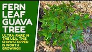 Psidium acutangulum-one of the most beautiful guava trees! AKA the Fern-Leaf or Brazilian Guava!