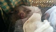 Fruit bat pup eating