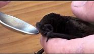 Ash-the baby bat