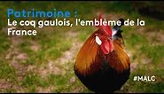 Patrimoine : le coq gaulois, emblème de la France