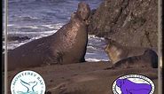 Elephant Seals of Piedras Blancas