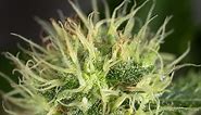 Tips for growing OG Kush cannabis