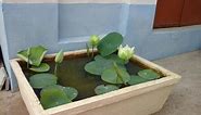 how to plant lotus at home with roots collection