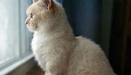 Munchkin Kittens for sale in New York, NY | New York Munchkin Cat Breeders - The Pet Guide Home