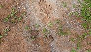 Porcupine Tracks: Identification Guide for Snow, Mud, and More
