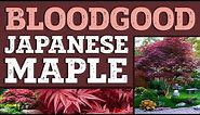 Bloodgood Japanese Maple | Bloodgood Japanese Maple for Sale | PlantingTree™